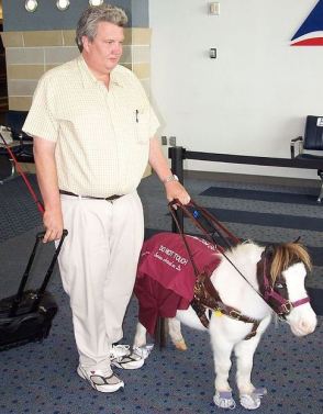 service miniature horse
