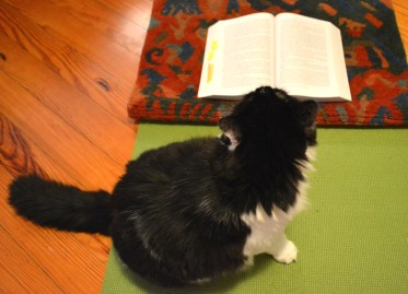 Stevie Reads War And Peace