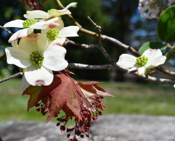 dogwood and japanese maple