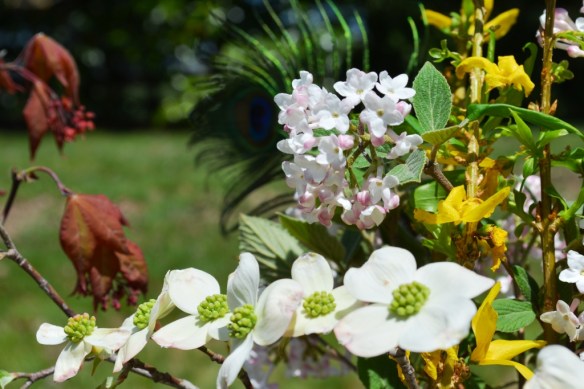 dogwood forsythia verbenum maple