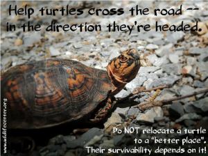help turtles cross the road