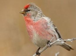 redpoll
