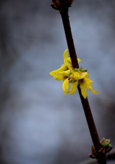 forsythia