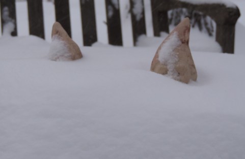 gnome ears 7 am saturday