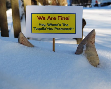 gnomes are fine sun 8 am