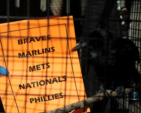 Jaz picks the Marlins 2016