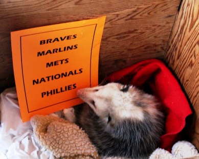 Phebe picks the Phillies 2016