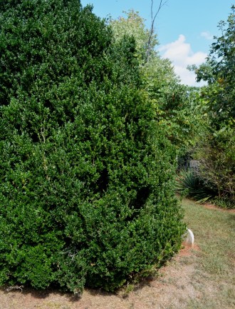maplewood-cemetery-boxwood