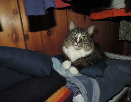 mookie-in-the-closet